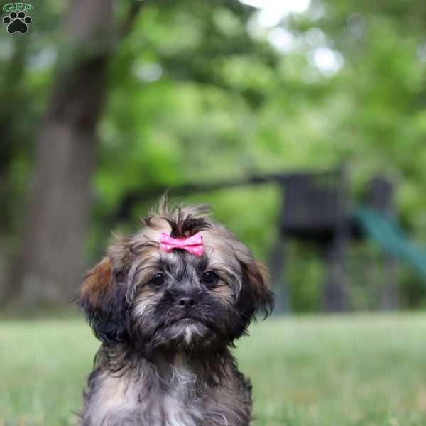 Sophia, Lhasa Apso Puppy
